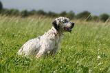 SETTER ANGLAIS 293